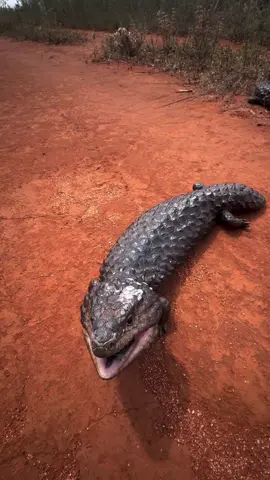 Hoy #expoterrariarepost de @mick_fullerton_wildlife ・・・ Moving a beautiful pair of Eastern Shingleback Skink’s (Tiliqua rugosa aspera) off the track in Mallee NSW, AUSTRALIA. Hubby nearly in all sorts of trouble with the wife! 😄 #lizard #reels #reptile #wildlife #instareels #fauna #lizards #reptiles #wildlifeplanet #reelsinstagram #australia #slowdown #roads #nature #conservation #slowdownforwildlife #herpetology #wildlifeconservation #Love #couple #animals #earth #video #fpv #iphone15promax #apple #instadaily #instagood #repost