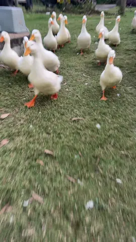 #duck 