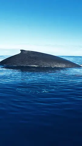 welcomed visitors in the deep blue..