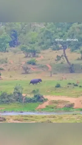 #animals #wildlife 