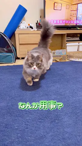 呼んだら来た〜…けど😅#cat #猫 #まんくつ #面白い #関西 #アフレコ 