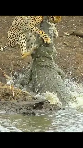 #amazinganimalsworld #wildlife #tiktok #recommendedforyou 