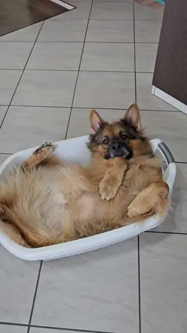 Kiedyś się uda 😂 #viral #viralvideo #viraltiktok #dlaciebie #dc #foryou #fyp #popularne  @darya.daily ♦️ig:darzzia♦️ @darya.daily ♦️ig:darzzia♦️ 