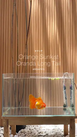 warnanya mirip 🍊✨ #goldfish #ikanhias #ikankoki #oranda #cute #longtail #orange 