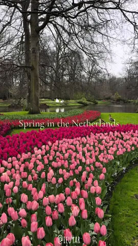 Keukenhof tulip gardens 🌷🇳🇱♥️ #keukenhof #netherlands #netherlandstiktok #tulips #spring #tulipseason #fyp #foryourpage #explore #amsterdammer 