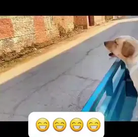 M biết bố m là ai không😂😂😂#funny #funnyvideos #haihuoc 