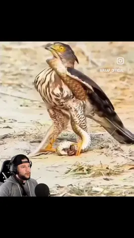Don't Play with Your Food! 😮🐍🦅 #Crazy #Insane #Snake #Hawk #Eat #Prey #Predator #UnoReverse #AnimalKingdom #Amazing #Reels #FYP #Viral 