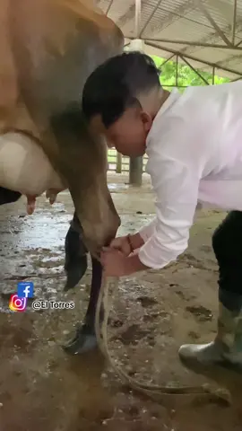 ¿ Y tu ya sabias como se maniaba una vaca ?😍 #ElTorres #viral #elcampo #vacas 