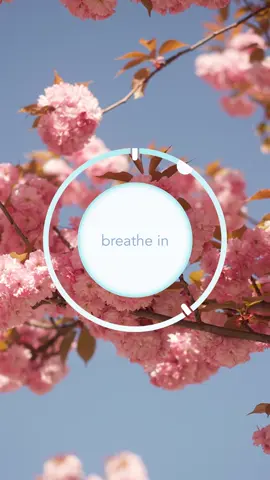 Take a deep breath, spring is here. 🌸