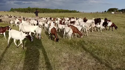 #kjs_acaciafarm #farmlife #fypシ゚viral #livestock #kajiadotiktokers🥰🥰 