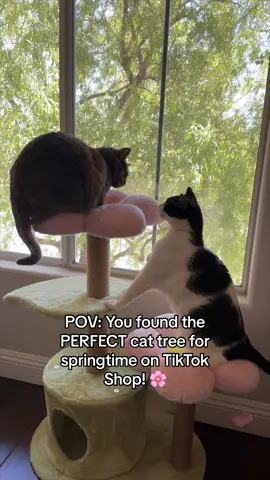 How CUTE is this cat tree. It is so perfect for kittens!!🥰🌸 #cats #kittens #kittensoftiktok #catsoftiktok #tiktokshopspringsale #springvibes #flowerpower #catlovers 