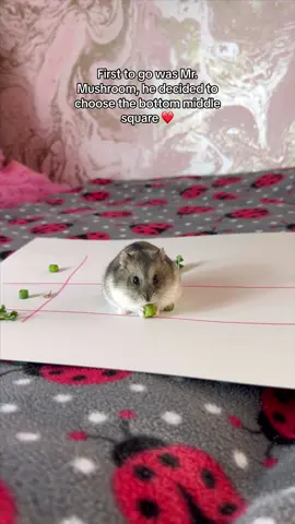 Playing Tic-Tac-toe with Mr. Mushroom for the first time 😊❤️ #fyp #hamster #hamsters #hamstersoftiktok #thehamsterstation #pet 