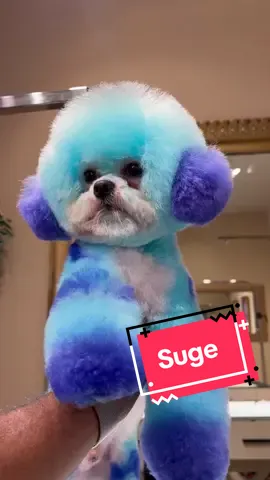 Suge the bichon is back!! 💙 #cutedog #doggrooming #bichonfrise  