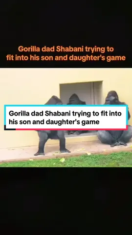 Higashiyama Zoo. Gorilla siblings Kiyomasa and Annie are playing as dad Shabani tries to fit in with their games. It's great to see the three of them playing together, the Shabani family is always full of fun.#gorilla #silverback #fpy #foryou #gorillas #babygorilla #silverbackgorilla #animals #zoo #happygorillafamily 