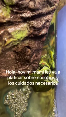 Un videito informarivo sobre las tortugas de orejas rojas/amarillas#reptile #geckos #reptiles #fyp #dracomalfoy #ayuda #tortuga #orejasrojas🐢🐢 #🦎 #🐢 