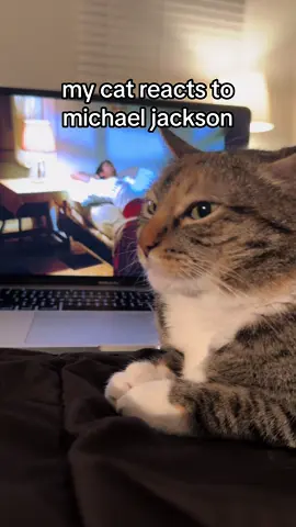she’s finally listening to one of the best songs of all time 🔥🔥 about time she heard more MJ 🕺 #michaeljackson #beatit #cats #pop #90smusic #cat #catsoftiktok #fyp