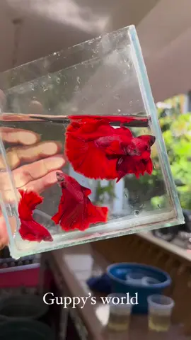 @خرائط للفائده @آنية المنزل @TAIYO🇯🇵 #نباتي #شرمب #سمكة #بيتا #الشعب_الصيني_ماله_حل😂😂 #مشاهير_العرب_تيك_توك #فايتر #سمك_فايتر #سمكة_العالم #فايتر_فيش #حوض_سمك_زينة🐠 #فايتر_ملك_تيك_توك👑💪🏻😴 #سمجه_وقطع #فايتر_فيش #سمك_الفايتر 