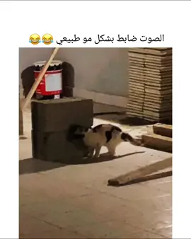 بالله يا بسه تعالي 😂😂 💔 @الجنرال 🔻 لايك ✨ لا تجعل المقطع يشغلك عن الاستغفار 🥀  صلِّ على الرسول ﷺ #li___kh  #ضحك   #funny  #꧁3αřคb_💕trend꧂  ~~~~ كلمات مفتاحية للبحث ما تهمك  ~~~~ المقطع لا ينتهك ارشادات المجتمع الافعال تحت اشراف مختصين .