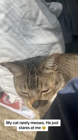 #catsoftiktok #buddy #cutecat ladies and gentlemen, I present Buddy 💜🫶🏾