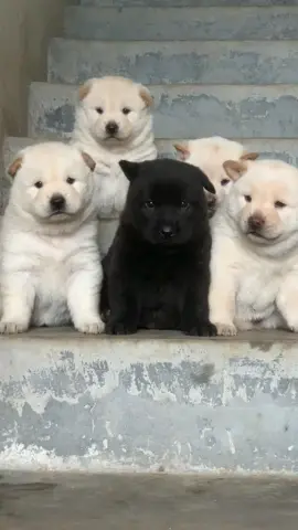 Ai khen em đẹp trai đi để mọi người còn thấy #cutedog #lovedog #nghiencunco 