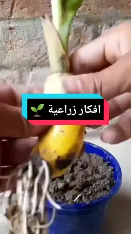 فكرة زراعية بسيطة لزراعة الموز في المنزل 🌱🌱🌱#agriculture #growmyaccount #cultivation #زراعة_النباتات #زراعة_منزلية #trending #foryou 
