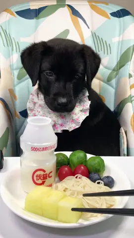 #labrador #Foodie #pets #cute 