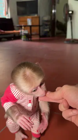 NANA MONKEY #monkey #monkeydluffy #monkeycute #monkeybaby #animals 