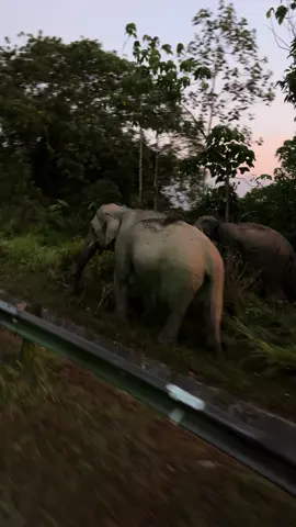 Bkpo laaa comel sngt ehhh gajah ni 🐘😍