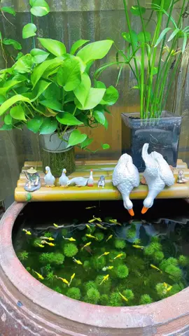 Combo trang trí bể cá xiuu xinhh #nguyennhakhiem #khiemtocxoanguppy #thuysinh #thuysinhdongian #thuysinhngoaitroi 