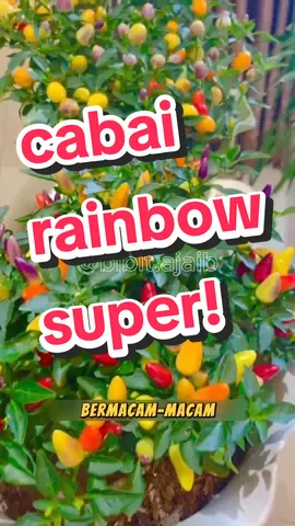 Benih Cabai Rainbow Ready! #caberainbow #cabairainbow #benihcabairainbow #bibitcabai #bibitcabaipelangi #bibitajaib 