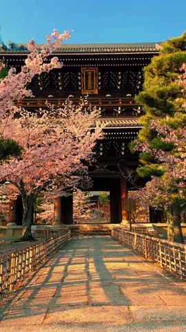 Konkaikomyoji (Kyoto) / 金戒光明寺 Beautiful cherry blossoms at Konkai Komyoji Temple and the view of Kyoto🥰🌸 🎥2023 Please follow 👉@japan_walker_  #japan #japantravel  #japantrip #anime #animejapan #japananime  #japantour  #japangram #japan🇯🇵 #kyoto #konkaikomyoji #金戒光明寺 #kyotojapan #kyototrip #kyototravel #kyotogram #kyoto⛩ #kyoto🇯🇵 #visitkyoto #instakyoto #travelkyoto #traveljapan #tripjapan #sakura #sakura🌸 #cherryblossom #japantemple #temple #京都 #京都観光 