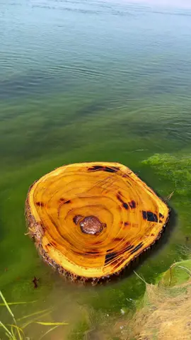 مسكوف عراقي شغل عدل على نهر الفرات 😍🔥. #مسكوف_عراقي #سمك ##سمك_مشوي  #اجواء_رمضان #سوريا_تركيا_العراق_السعودية_الكويت  #fyp #viral #food 