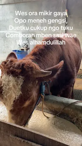 Buang gengsinu,besarkan sapimu🤪 #sapisimental  #sapilimosinsuper  #peternaksapiindonesia  #peternakmuda  #fypシ゚viral 