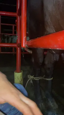 Buenos dias mundo 😊#paratiiiiiiiiiiiiiiiiiiiiiiiiiiiiiiiiii💖 #vaquerita🤠 #😍😍😍😍❤️ #princesa #gerrera #trabajando #viralvideotiktokparati #🐄🐄🐄🐄🐄🐄 #💪🏻 #oloracampo #🌎 