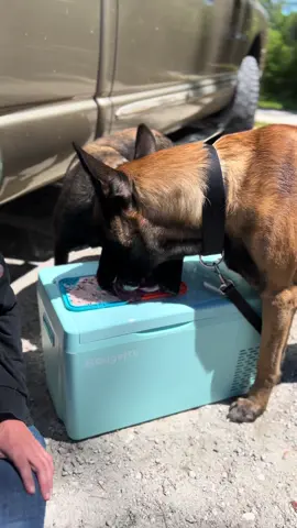 Portable Fridge Makes Hiking With Dog So Much Better @BougeRV Shop #smartdog #bougerv  #belgianmalinois #bougervfridge #portablefridge 