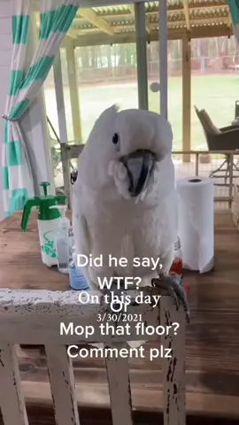 #onthisday #wtf #parrotsoftiktok #fyp #viral 