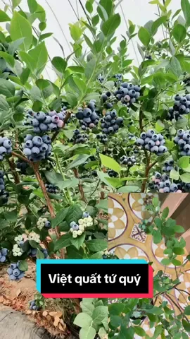 Mê mẩm với việt quất tứ quý #caygiong #viral #nongnghiep #minhchaugarden #reels 