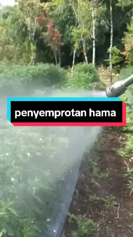 penyemprotan hama tanaman cabe  #fy #fypシ #シ゚viral #fypシ゚viral #fyp 