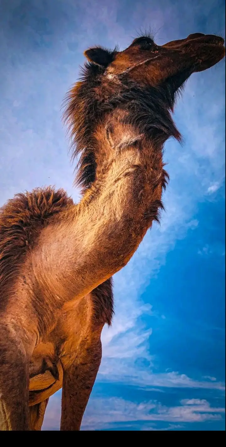 #شعر_شعبي_ليبي #برقة_ليبيا_بنغازي_طرابلس_اجدابيا #شتاوي_وغناوي_علم_ع_الفاهق❤🔥 #شتاوي_وغناوي_علم_ع_الفاهق❤🔥 #غناوي_وشتاوي_علم_الليبي❤💯🔥 #شتاوي_غناوي_علم_ليبيه #اكسبلورexplore #tiktoklongs #tiktok #تصويري #فاااهق🔥 @شتـــاوي فااااهــق🔥 @عبدالكريم علي بوعزيزة @شـــــــتاوي فــــــآآآهِق🔥 @مصمم حمادي البرهومي #الشاعر_سالم_العبدلي #برقة_ليبيا_بنغازي_طرابلس_اجدابيا #درنه_بنغازي_البيضاء_طبرق_ليبيا #طبرق_بنغازي_درنه_طرابلس #طرابلس_بنغازي_المرج_البيضاء_درنه_طبرق @༺༽٠٥و 'ه‍ڨ༼༻ @📻[علاء ال عريبي🚸]🤍✨ @༺༽٠٥و 'ه‍ڨ༼༻ 