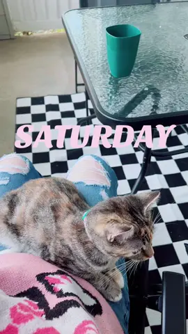 Hanging out on our patio with Mei 😽 #catio #cat #saturday #morning #cold #impracticaljokers #checkers #vans #chill #foryou 