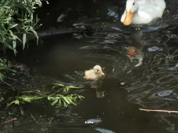 Mai đây con mạnh mẽ hơn nhiều Mai đây con chở che cho biết bao điều.. #bakeconnghe #caradoc #xuhuong #fypシ 