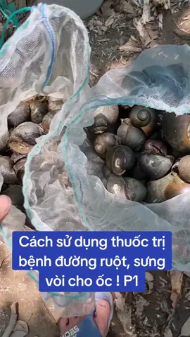 Bệnh đường ruột , sưng vòi , nhiễm khuẩn trên ốc đối với cả nhà là vấn đề nan giải  Nhưng  Có thuốc này rồi thì mọi chuyện như trở bàn tay thôi !#oclacthai #oclacthaigiong #thuocchooc #foryou #minhtien #trendingvideo #xuhuongtiktok #chiasekinhnghiemnuoioc #trending 