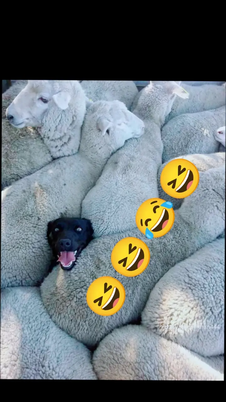 #funnyvideos 