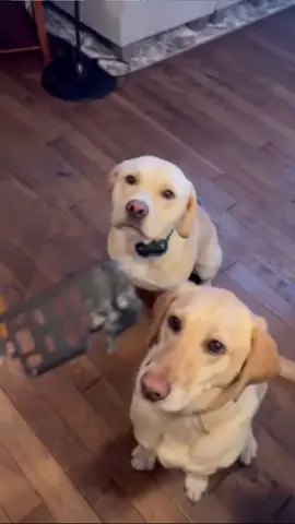 Who’s guilty of chewing up the remote? #dogsoftiktok #labradorretriever #guiltydog 