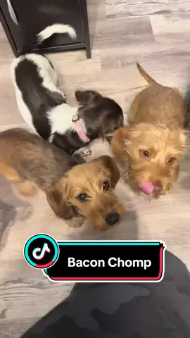 #breakfast #little #bite #dachshunds #cute #babies #chomp #dogsofttiktok 