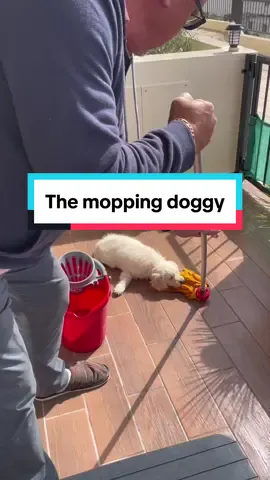 Toby helping with morning house tasks like mopping the floor… very helpful little puppy 😆😜 #goldenretrieverlife #funnydogsoftiktok #fyp #goldenretrieverpuppy🐶 #dogsoftiktok #funnydogvideos 
