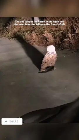 The owl caught the kitten in the night 😱😱😱 #birds #birdlife #birdsoftiktok #owl #kitten #viral 