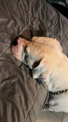 Sacando los pelos de la cama y el esperando para subir devuelta #parati #ypfッ #mascota 