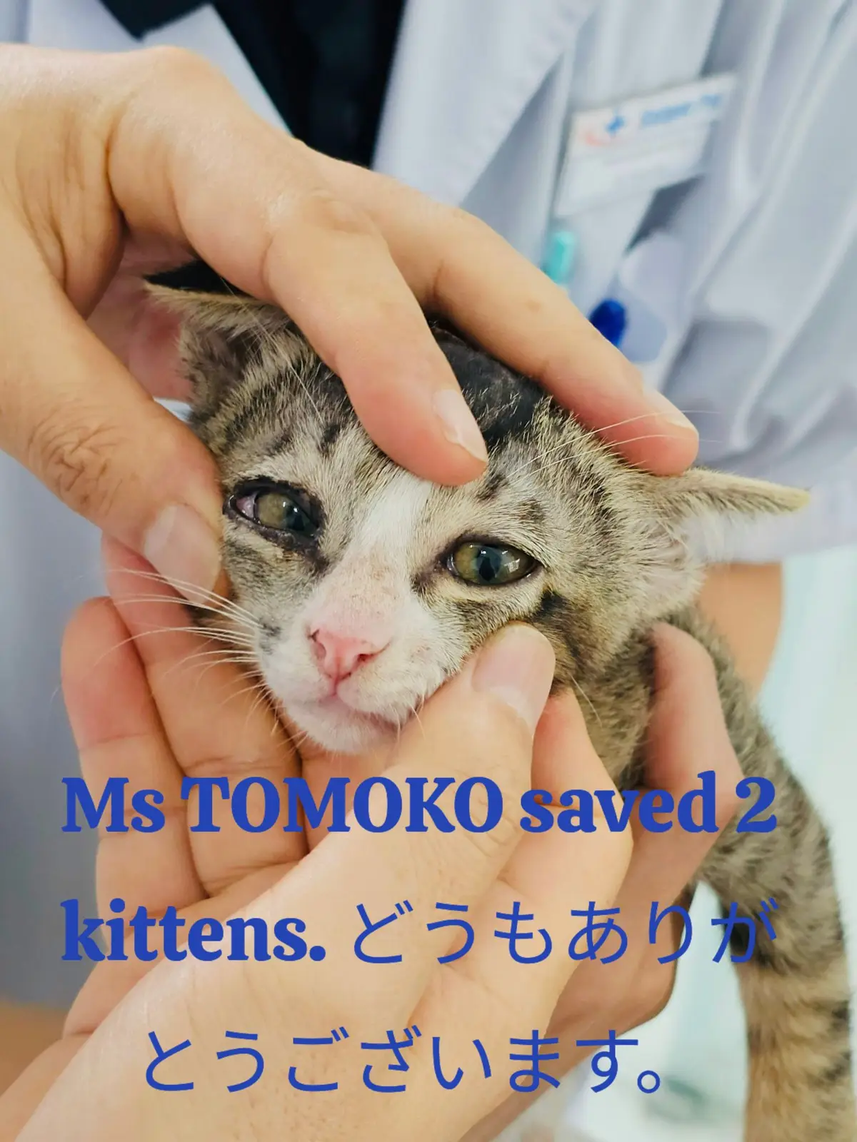 智子さん、路上で子猫２匹を救ってくれてありがとう。子猫は2匹とも目が痛かったです。片足が折れていました。子猫は2匹とも今のところ健康です。骨折した足はすぐに外科的に修復される予定だ。優しい人がすぐにこの2匹の猫を引き取ってくれるといいですね。どうもありがとうございます。 Cảm ơn cô Tomoko đã cứu 2 con mèo con này ngoài đường. Hai con mèo đau mắt và gãy xương. Hai con mèo con đã khỏe rồi và chân sẽ được sửa lại cho thẳng. Hy vọng là sẽ có người tốt bụng nuôi hai con mèo này. Xin cảm ơn. Thank you Ms. Tomoko for saving these 2 kittens from the street. Two kittens had sore eyes and broken bone. The two kittens are healthy now and the leg will be repaired surgically soon. Hopefully some kind people will  adopt these two cats soon. Thank you so much.