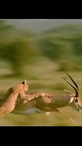 #gazelle #vs #cheetah  #watchtillend #big #cat #wild #animals #wildlife #nature  #trending #tiktok 